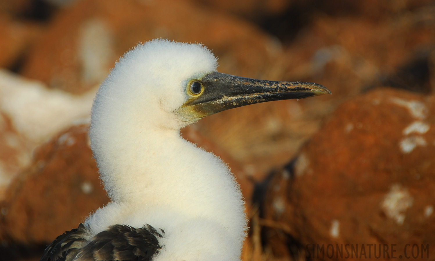 Sula nebouxii excisa [200 mm, 1/200 Sek. bei f / 7.1, ISO 100]